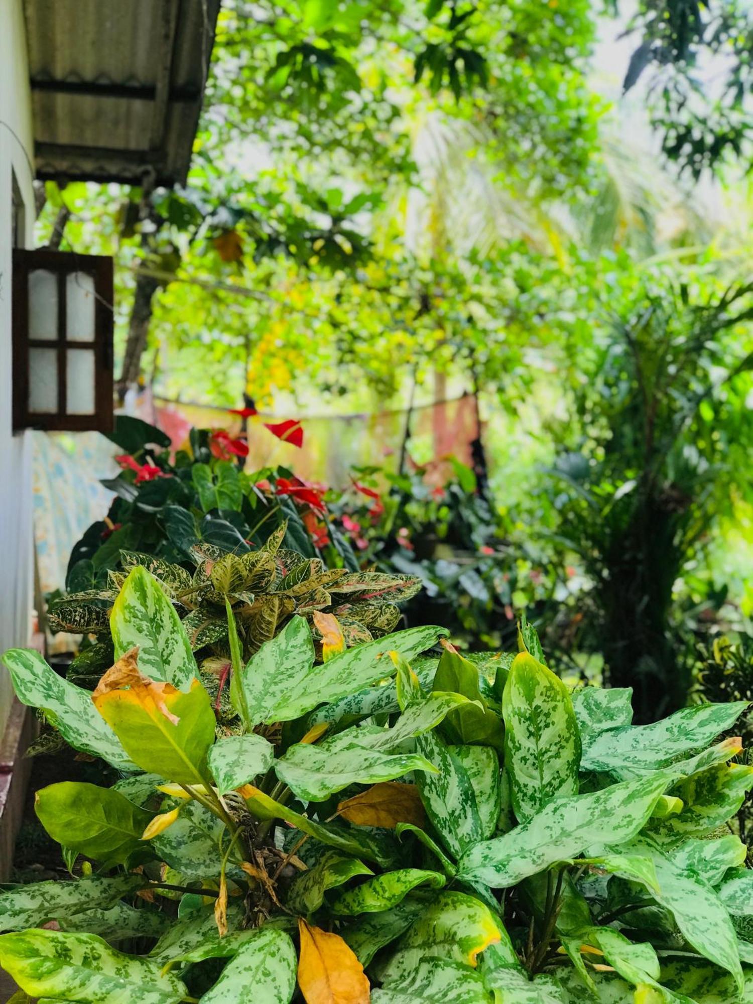 Sigiri Lakshan Home Stay Sigiriya Exterior foto